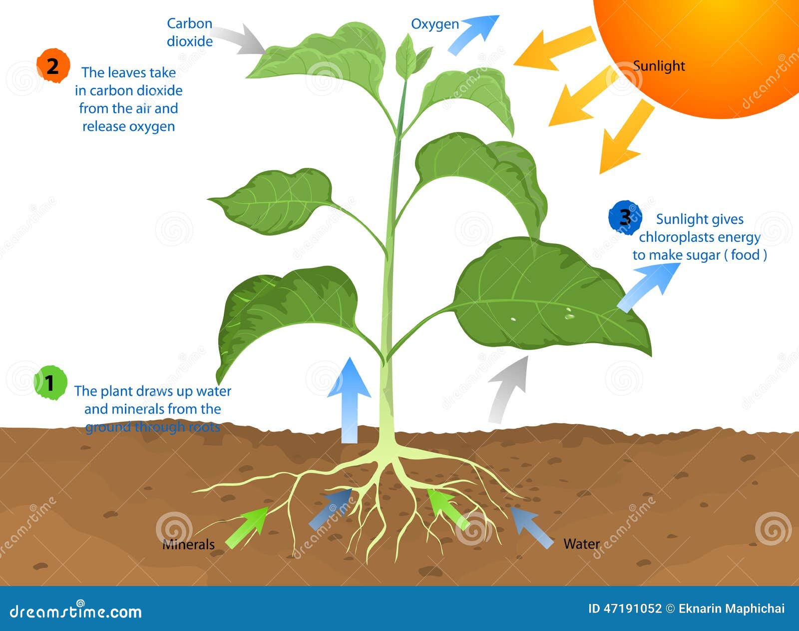 clipart photosynthesis - photo #30