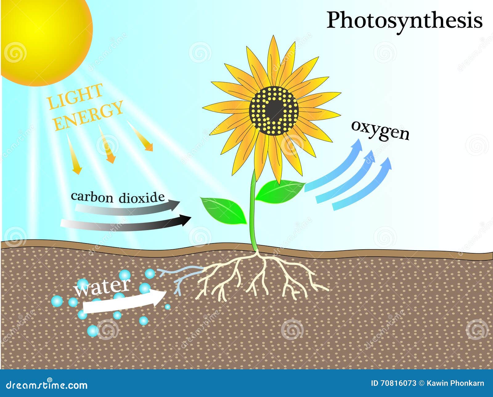 The photosynthesis stock illustration. Illustration of photosynthesis