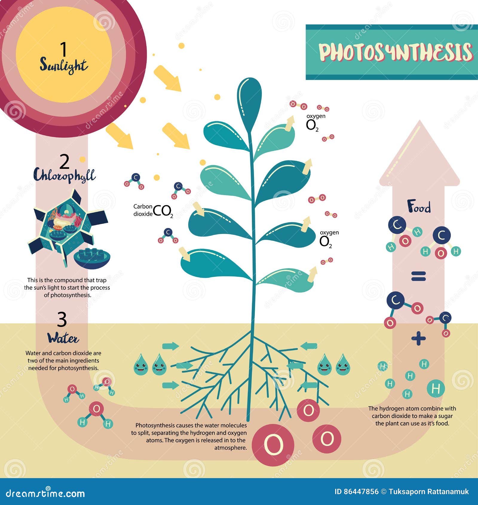 Photosynthesis Process. Tree Produce Oxygen Using Rain And Sun. Diagram