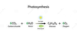 Photosynthesis Process In Plant Stock Image CartoonDealer 241625371