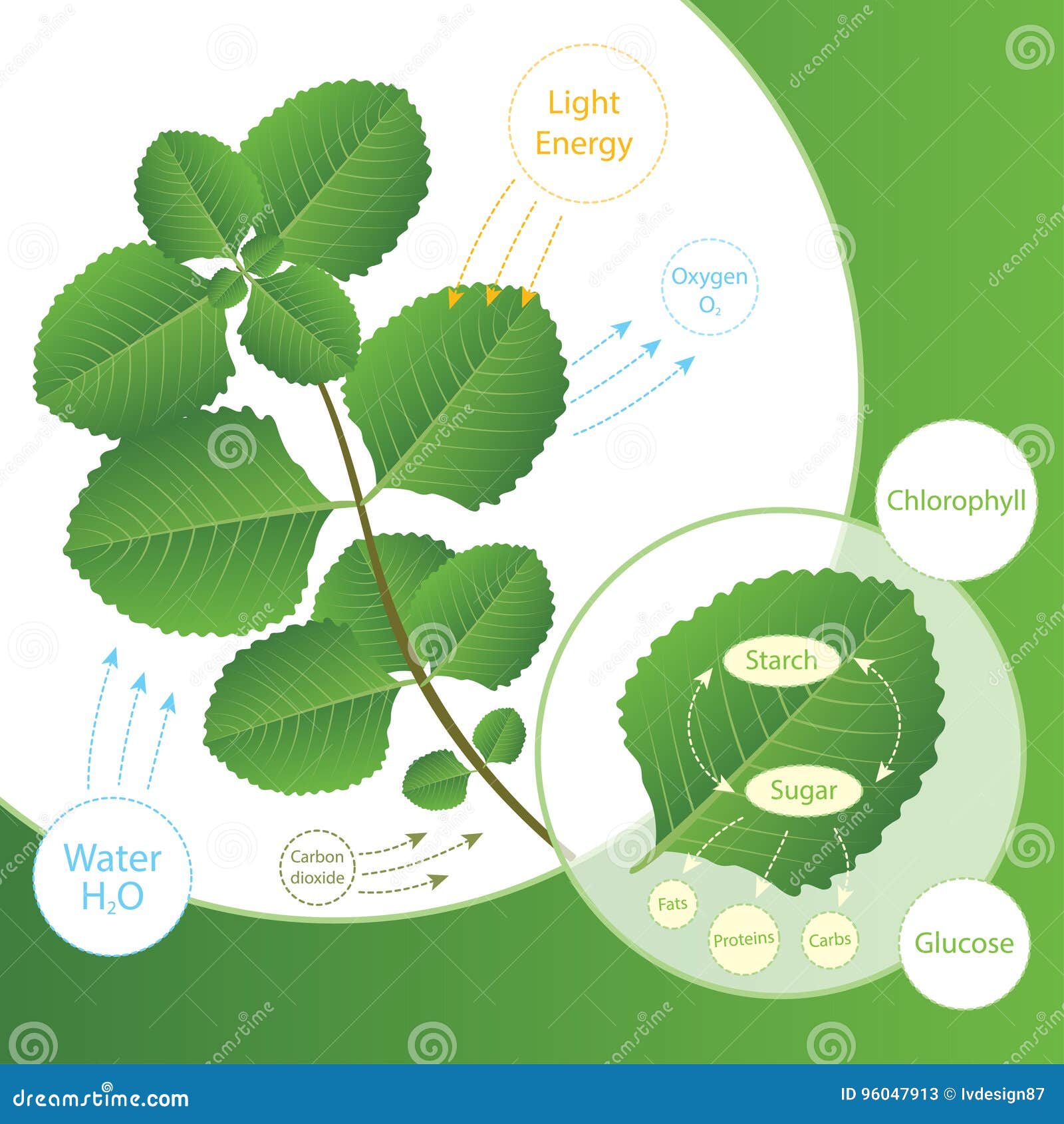 the process of plants making food using sunlight