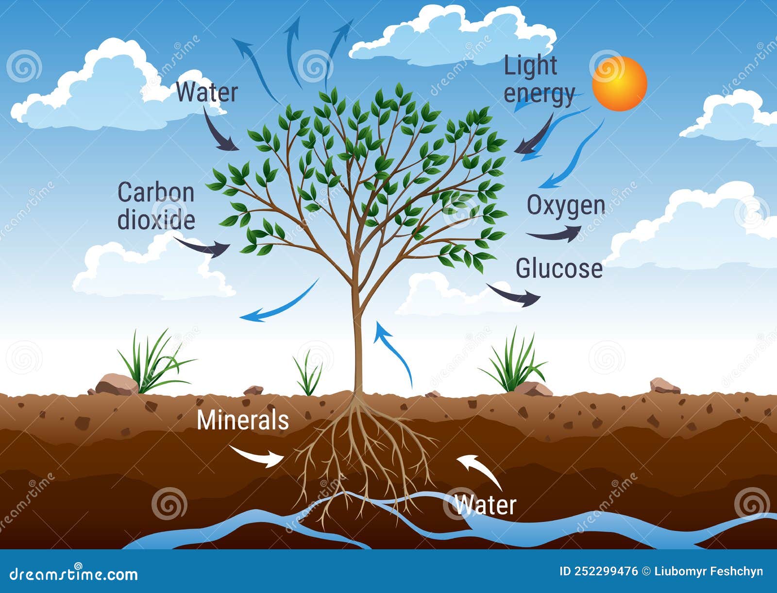 Photosynthesis As A Process Of Tree Produce Oxygen Using Rain And Sun