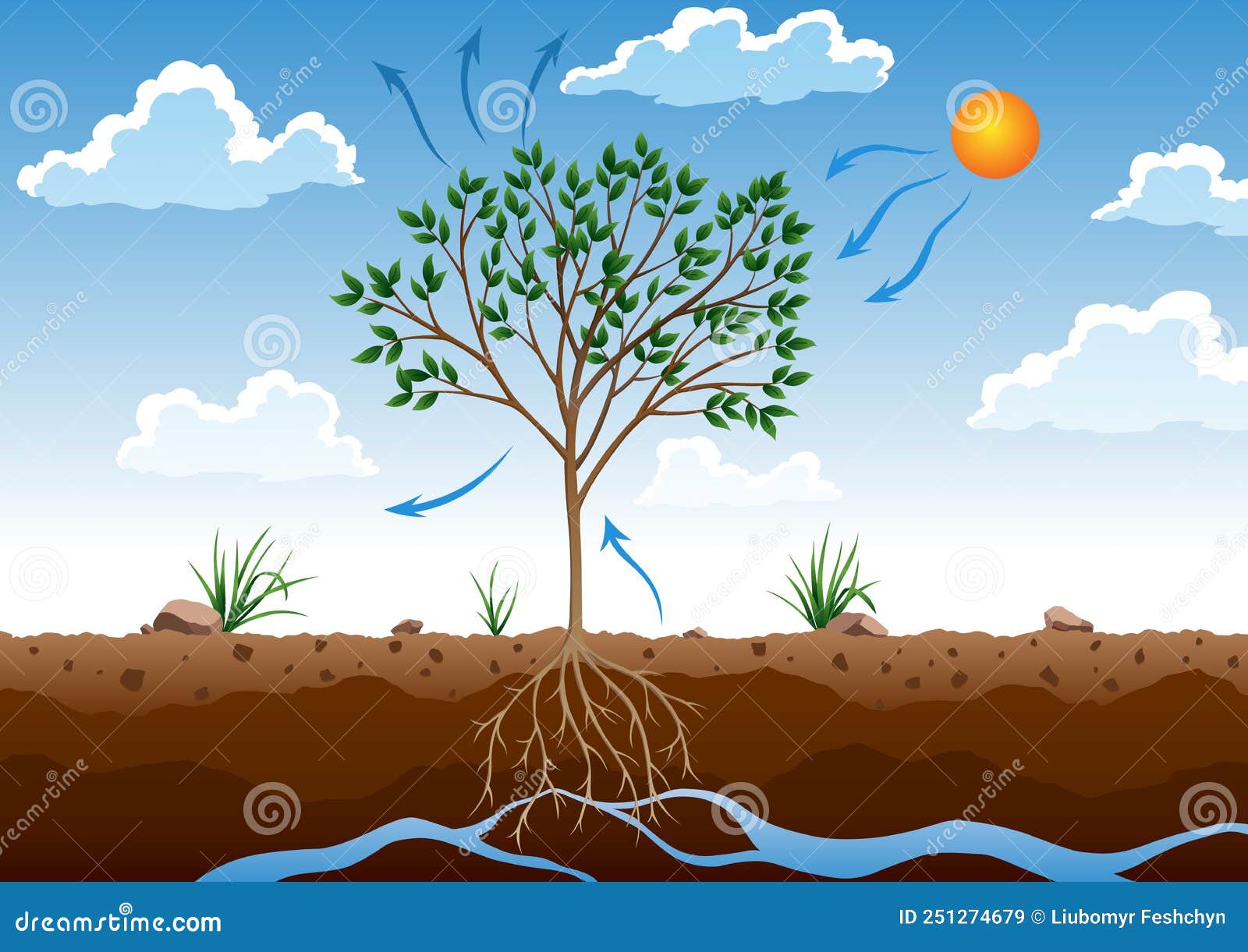 Photosynthesis Process Tree Produce Oxygen Using Rain And Sun Stock photosynthesis-process-tree-produce-oxygen-using-rain-and-sun-stock