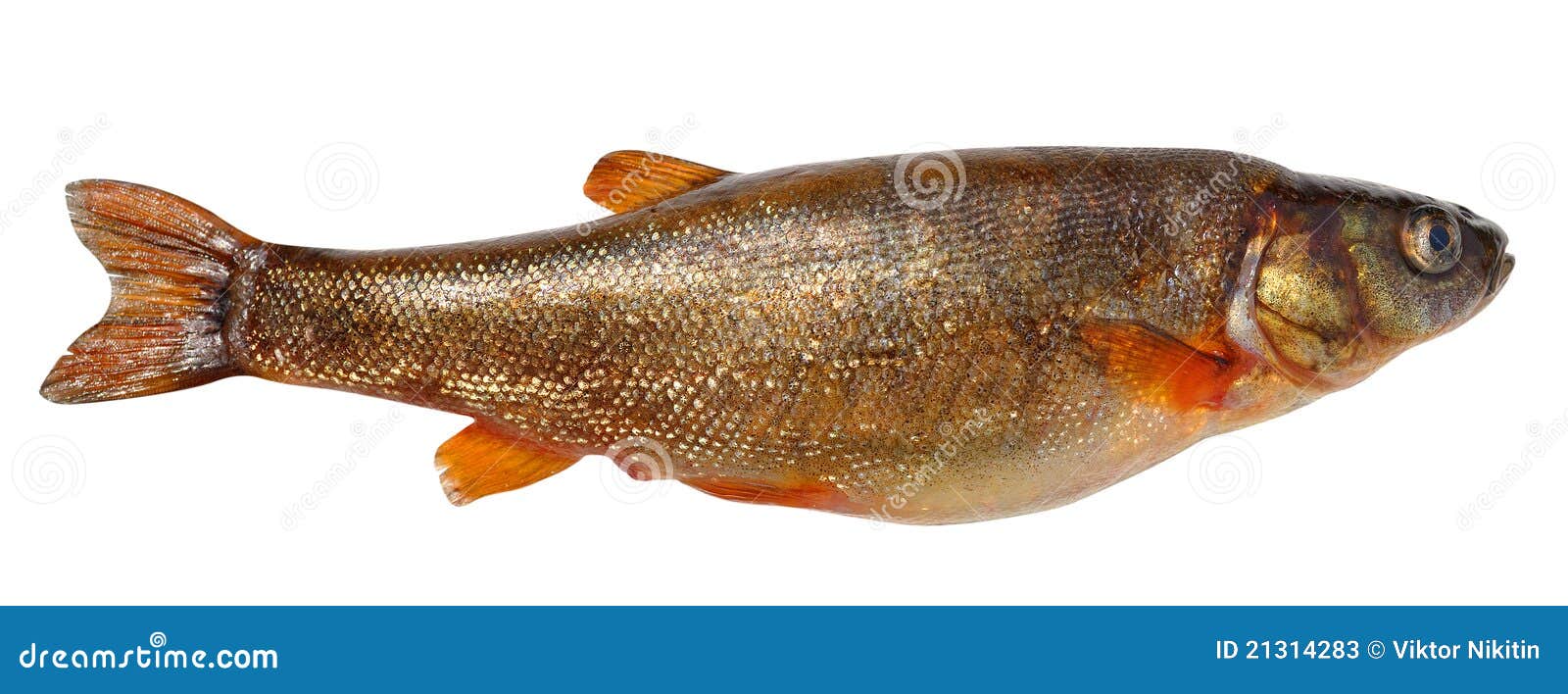 Phoxinus Perenurus - Lake Minnow Stock Image - Image of perenurus