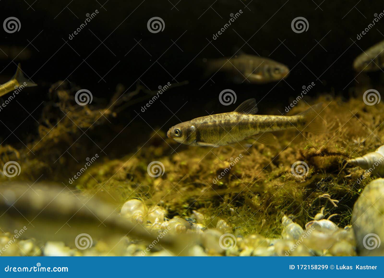 Minnow Family Stock Photos - Free & Royalty-Free Stock Photos from  Dreamstime