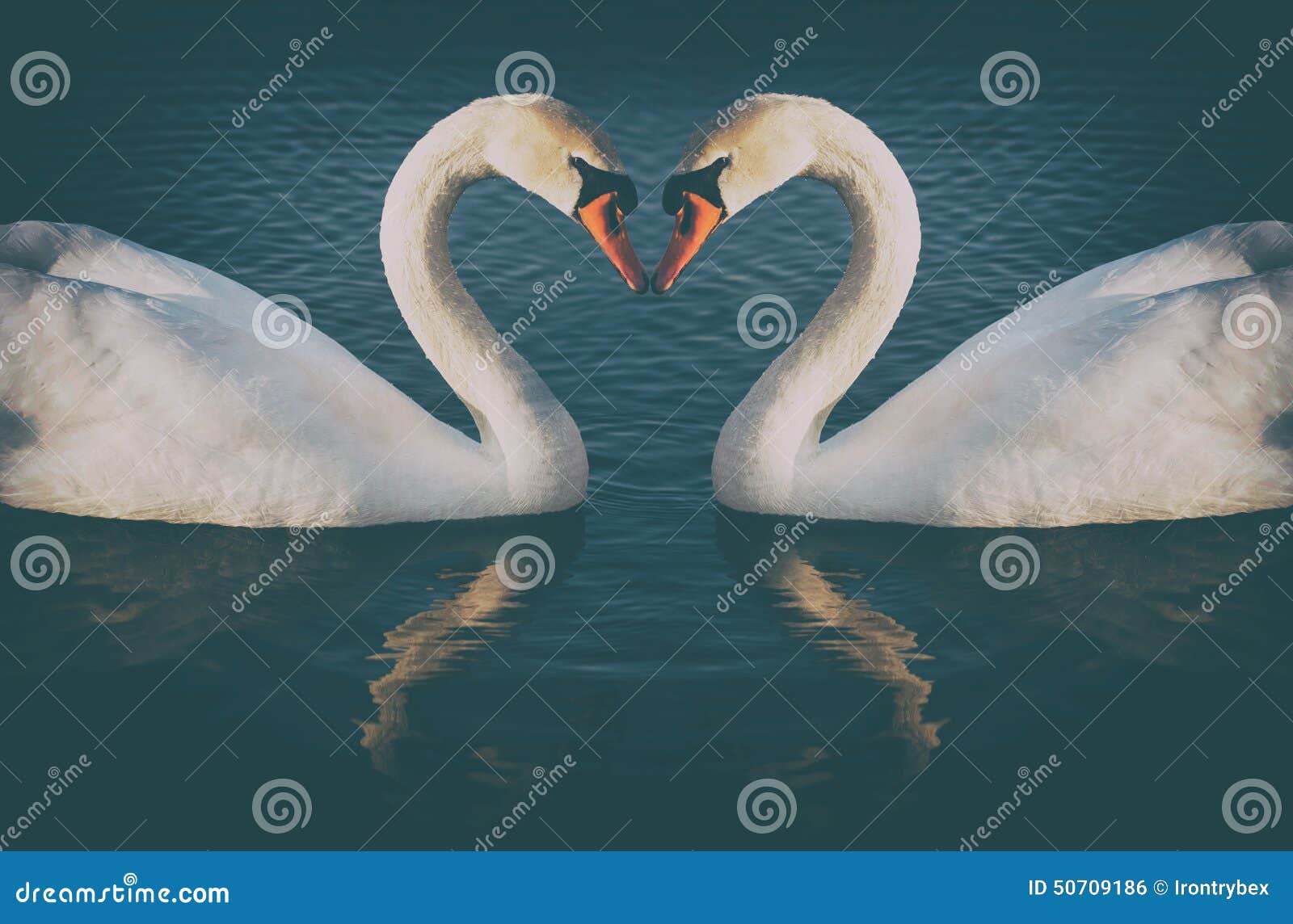 photo stock phoyo de vintage des deux cygnes romantiques image