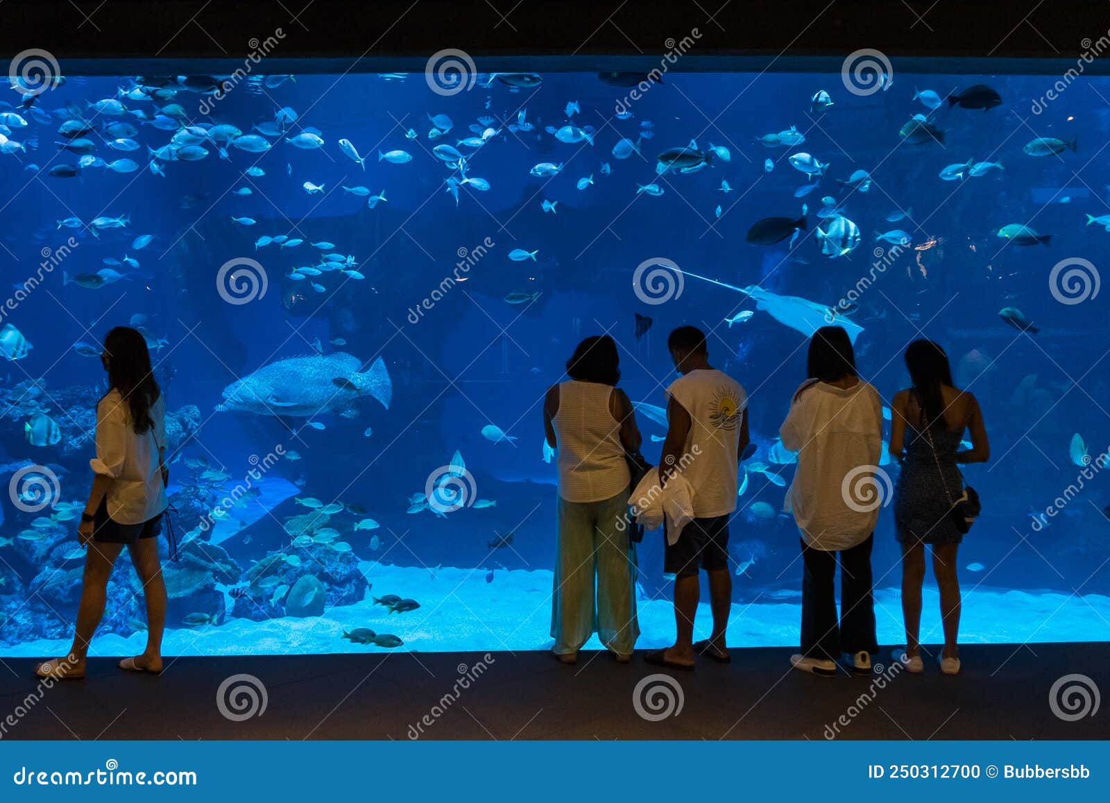 Phuket, Thailand May, 07, 2022 the Visitors Were Watching the Fish