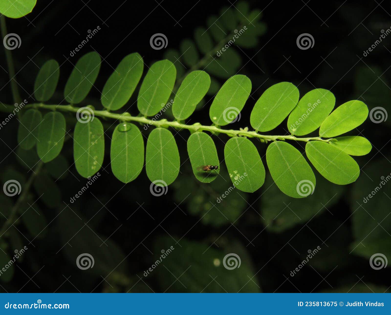 phyllanthus niruri known as seed under the leaf, belongs to the genus phyllanthus of the family phyllanthaceae.