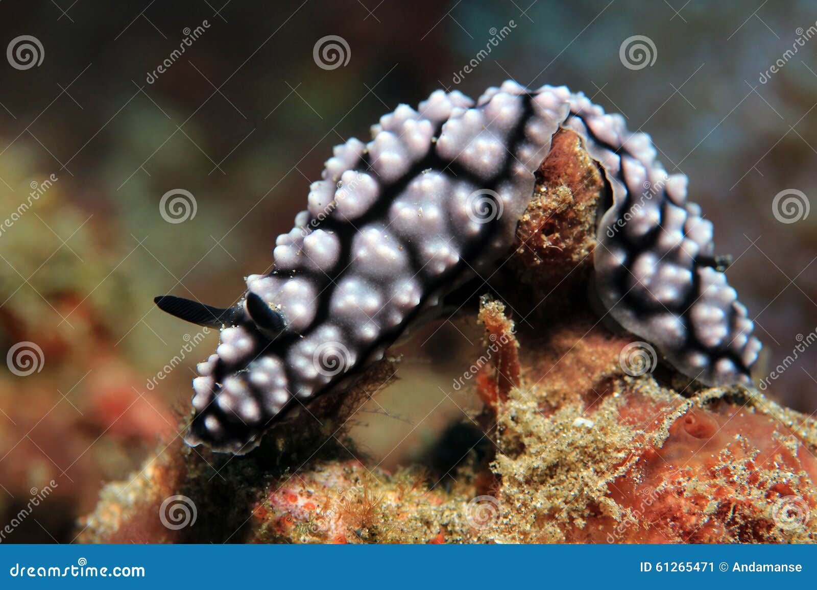 phyllidiella pustulosa