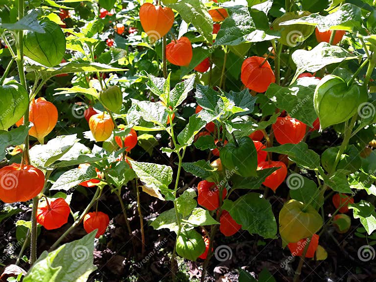 Physalis Alkekengi Franchetii Zierpflanze, Im Garten Stockbild Bild