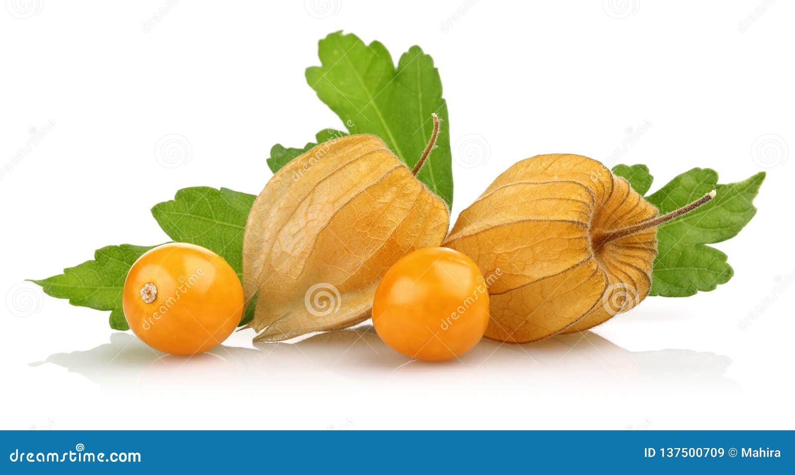 Physalis Fruit or Golden Berry and Leaves Stock Image Image of