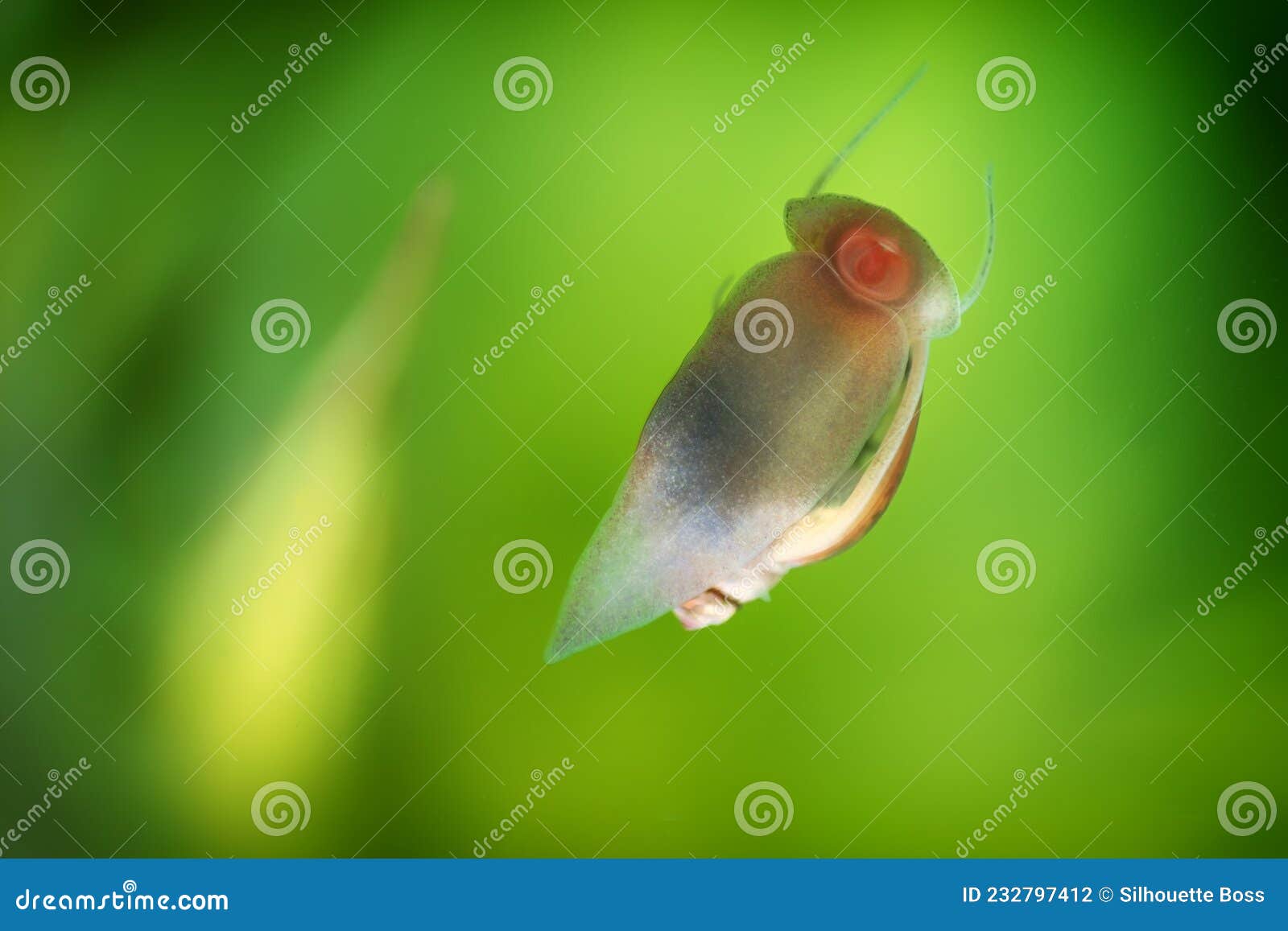 Physidae Snail, Bladder Snails, Family of Air Breathing Freshwater Snails,  Aquatic Pulmonate Gastropod Molluscs. Aquascaping Anima Stock Photo - Image  of freshwater, algae: 232797412