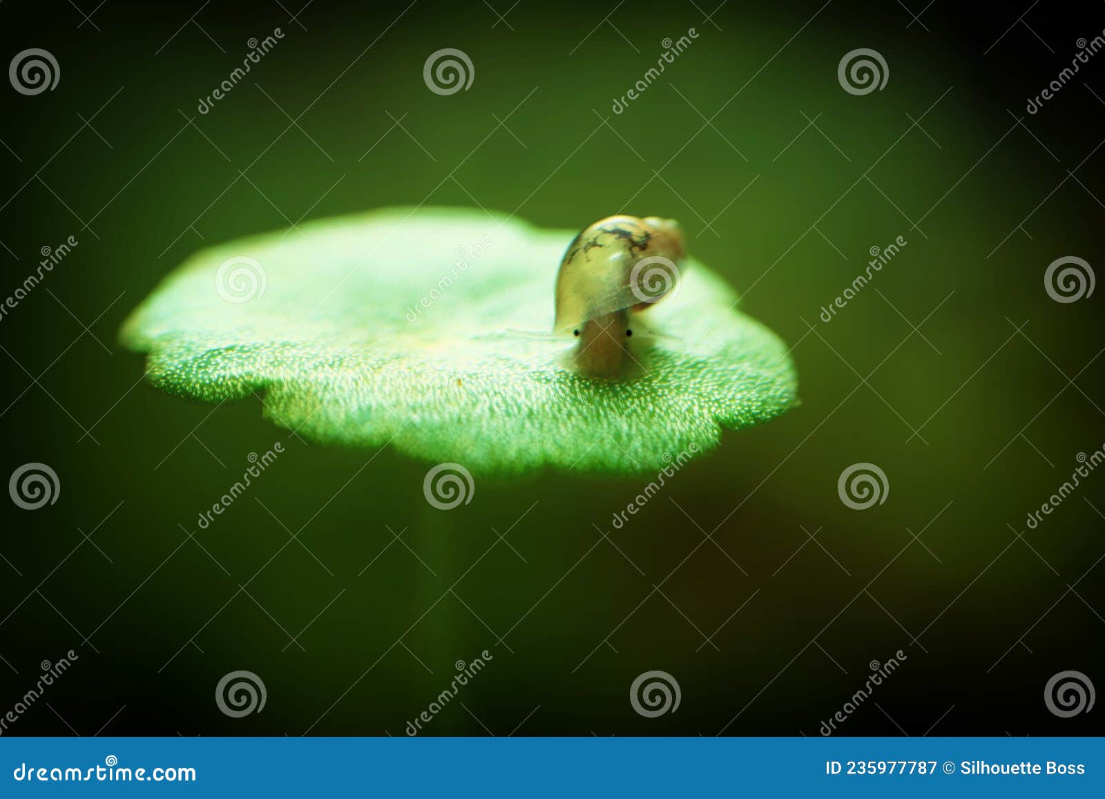 physidae snail, bladder snails, family of air breathing freshwater snails, aquatic pulmonate gastropod molluscs. aquascaping anima