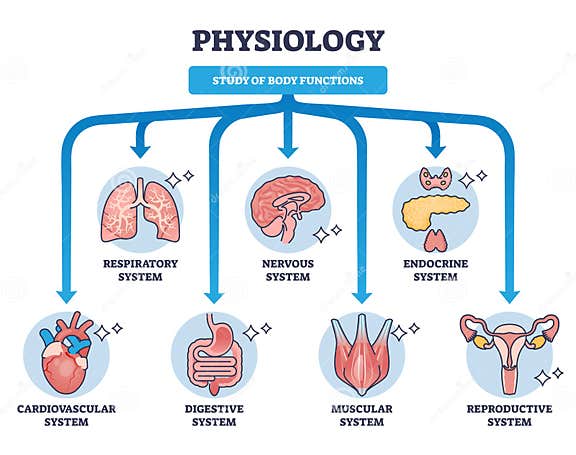 Physiology As Study of Body Functions and Organ Systems Outline Diagram Biology Diagrams