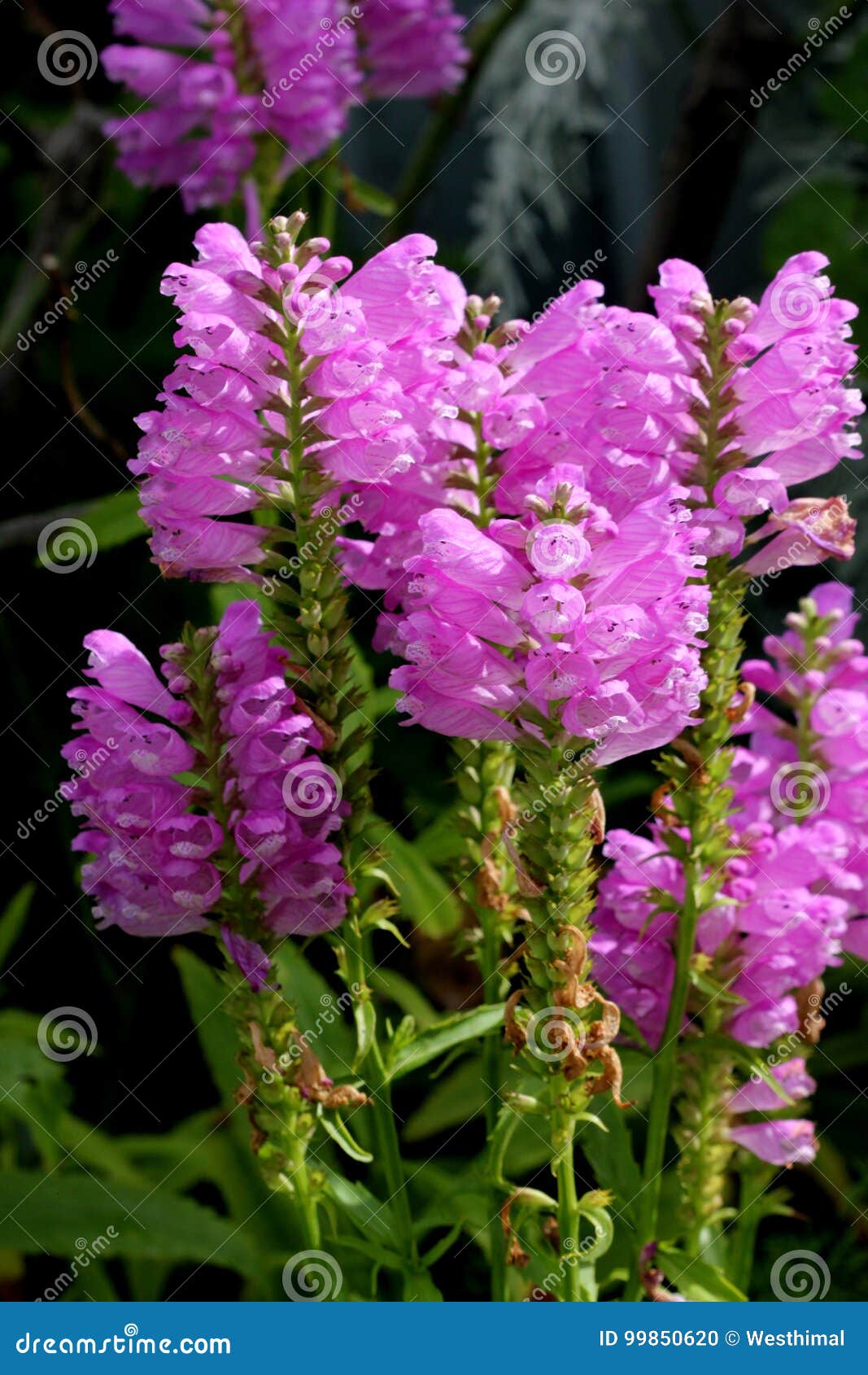 Physostegia Virginiana, Stock Photo - Image of lipped, flowers: 99850620