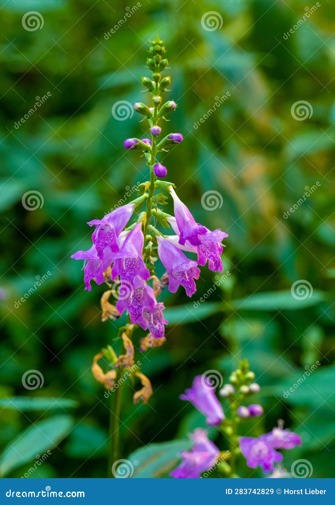 physostegia virginiana, obedient plant, pianta obbediente