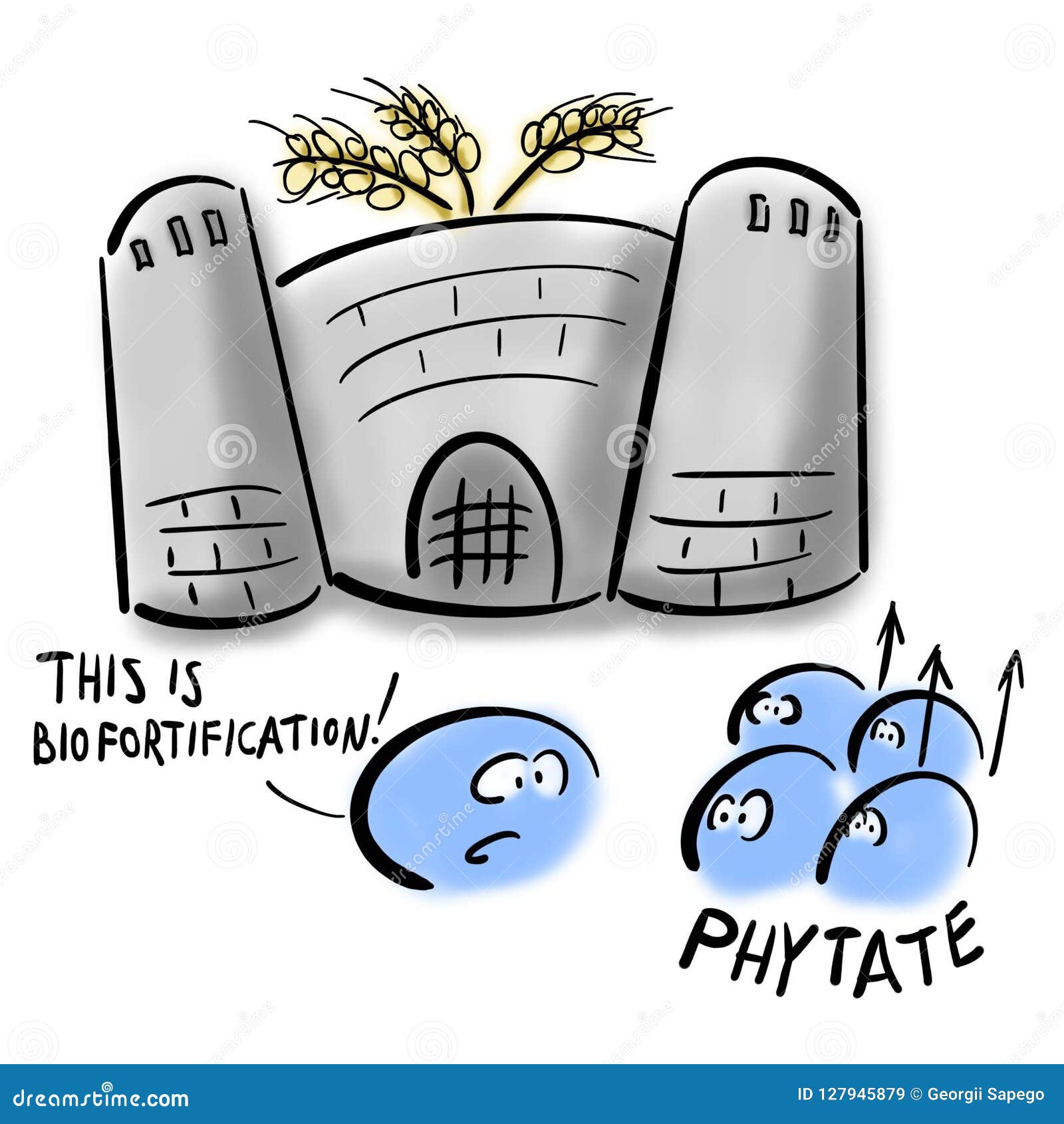 phytates and wheat biofortification