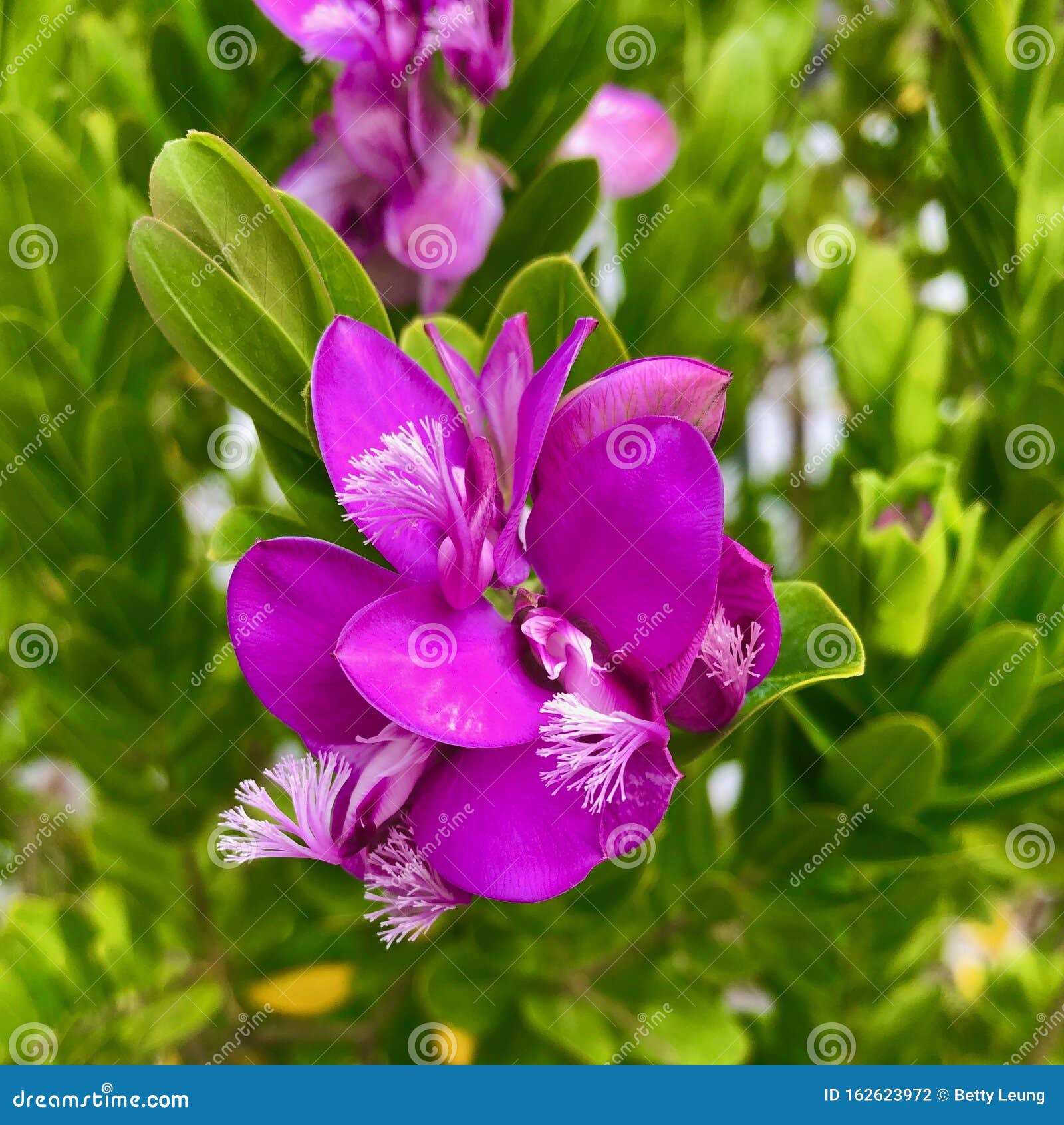 Piekne Rozowe Kwiaty Kwitna W Kalifornii Latem Zdjecie Stock Obraz Zlozonej Z Kwiat Natura 162623972