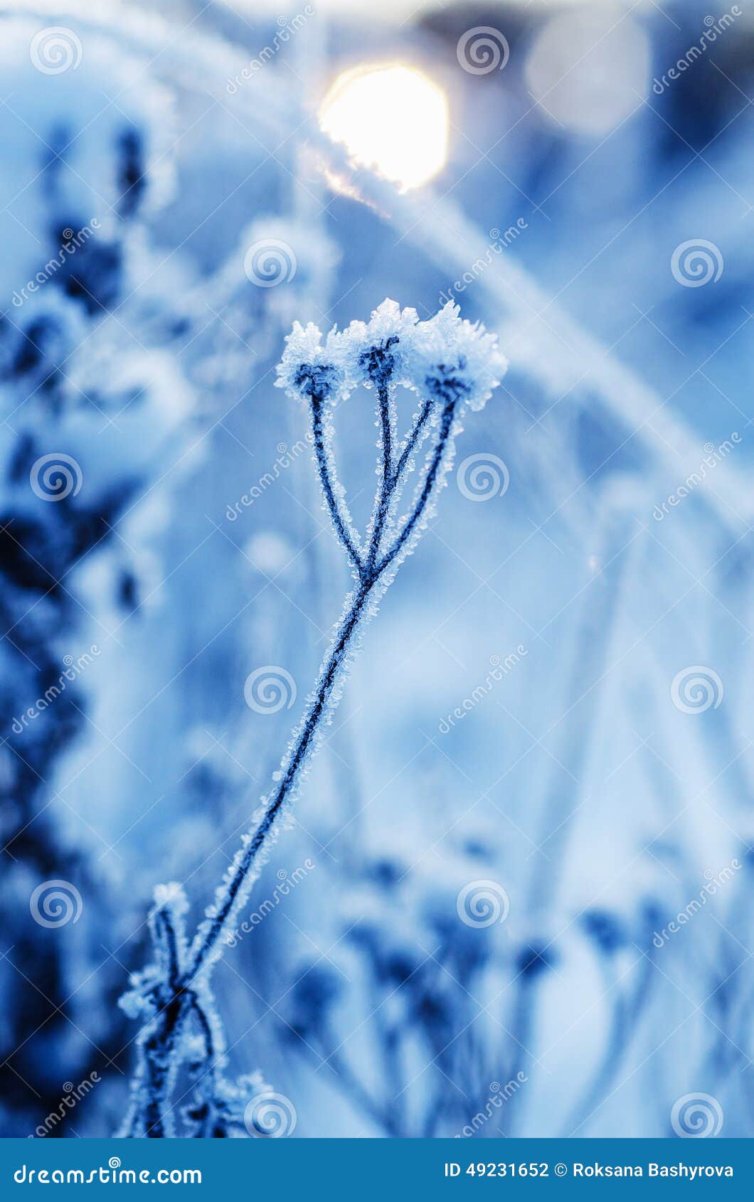 Pianta congelata del prato, fondo d'annata naturale di inverno, macro immagine