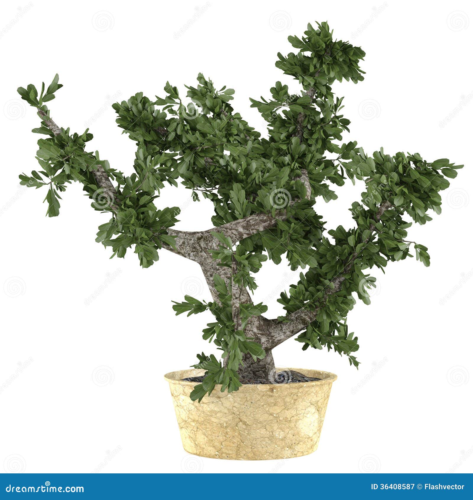 Pianta decorativa dell'albero dei bonsai nel vaso ai precedenti bianchi
