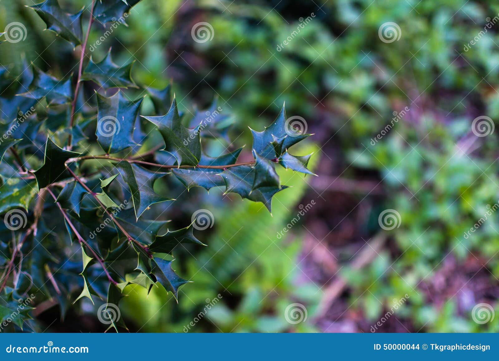Pianta del vischio fotografia stock. Immagine di vischio - 50000044