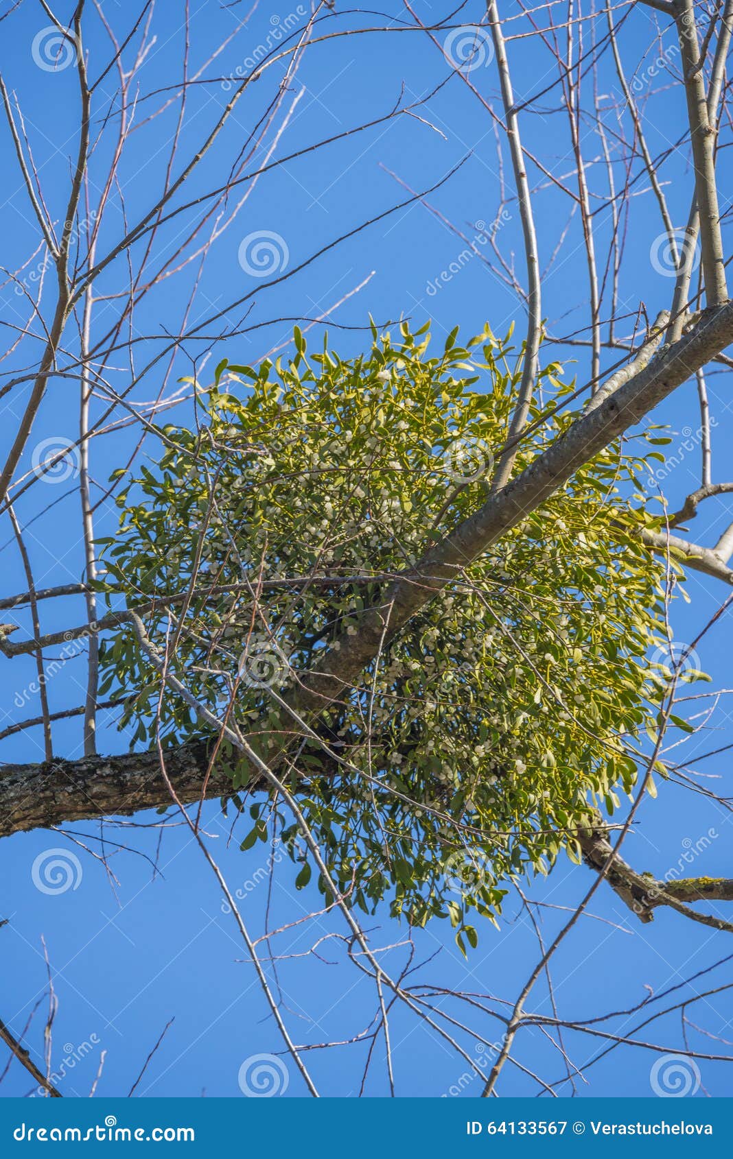 Pianta del vischio immagine stock. Immagine di dicembre - 64133567