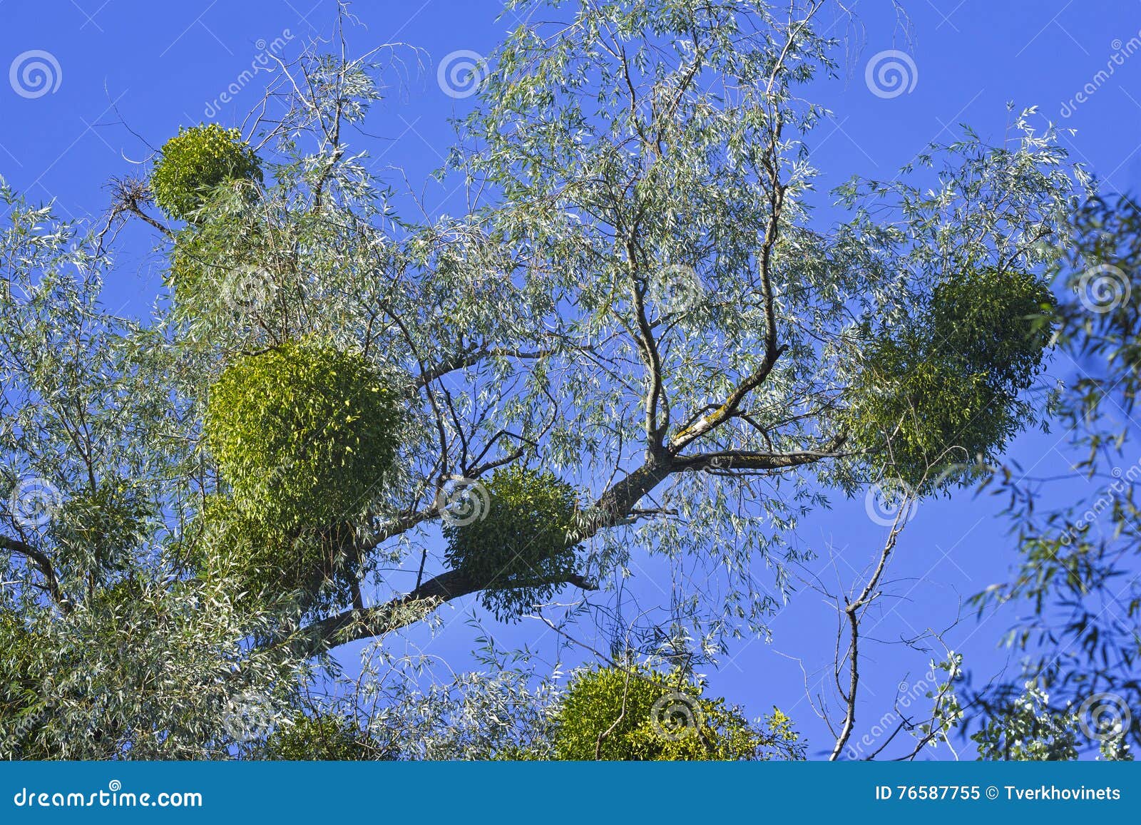 Pianta Del Vischio Sull&rsquo;albero Immagine Stock - Immagine di mazzo