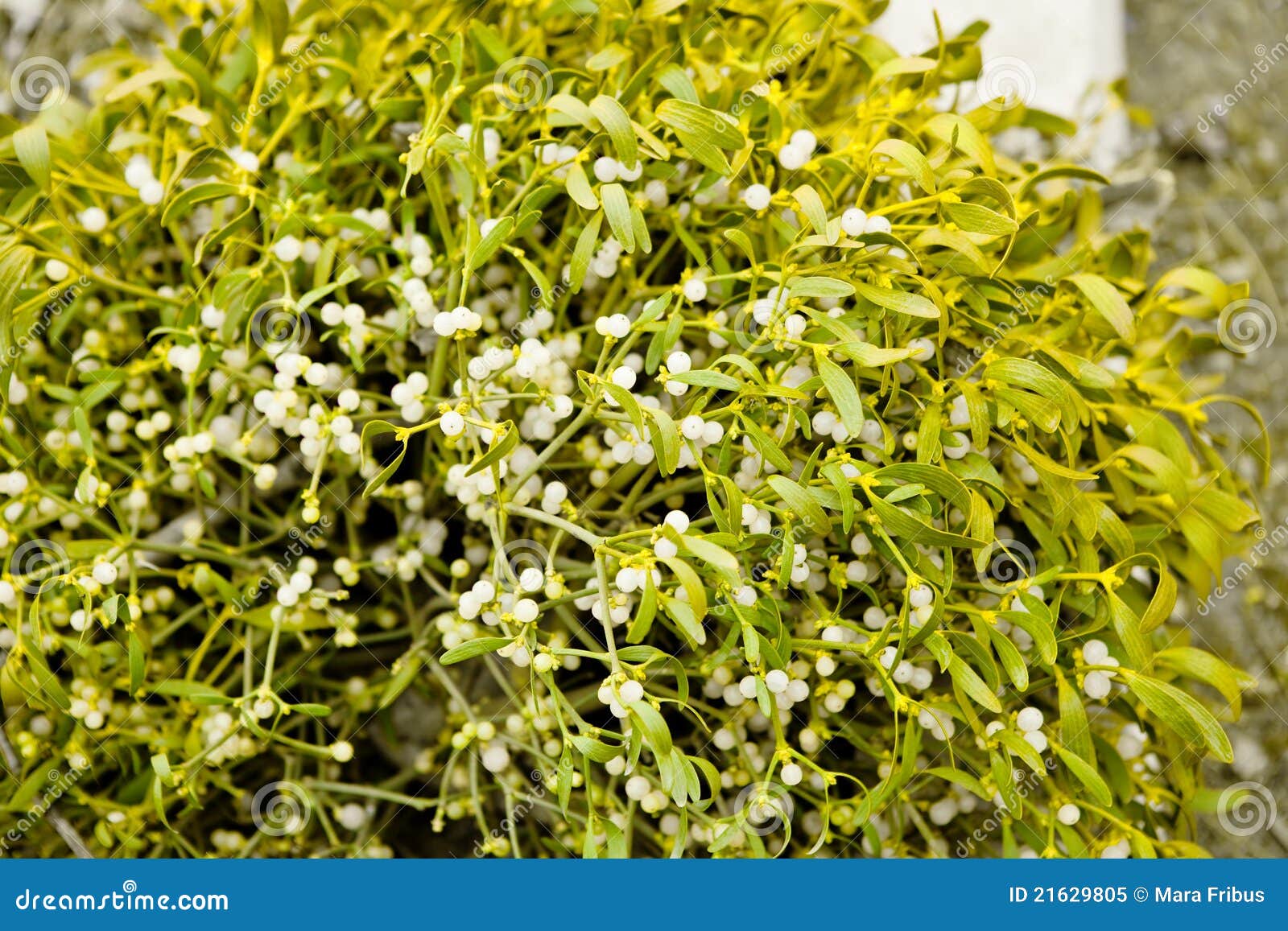 Pianta Del Vischio in Un Albero Immagine Stock - Immagine di filiale