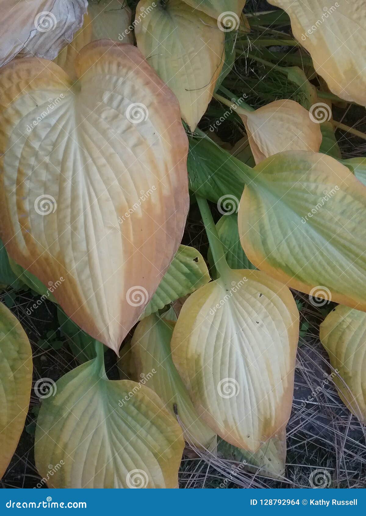 Pianta della hosta dell'oro. La caduta colora la natura delle piante