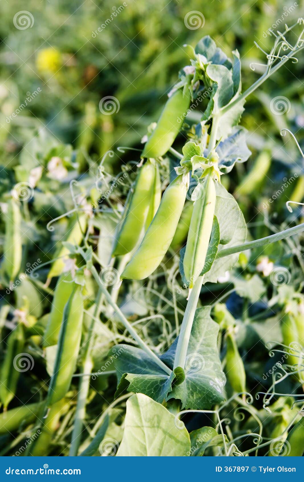 Pianta di cece immagine stock. Immagine di baccello, agronomia 367897