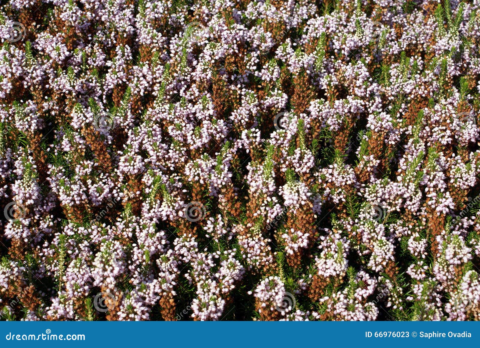 100 Semi Di Erica - Pianta Mellifera Per Giardino, Fiori Variopinti - Foto 9
