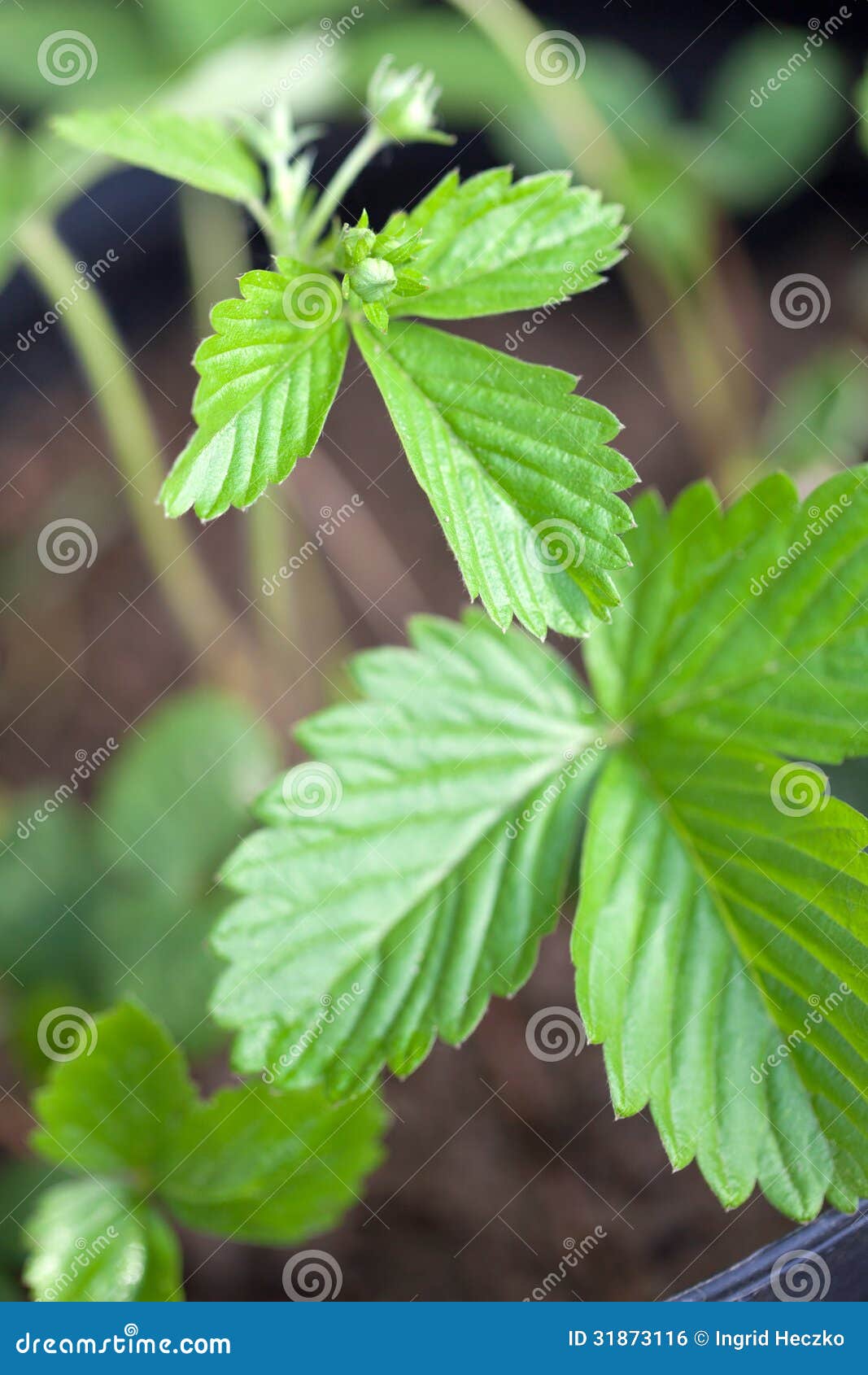 Crescita Delle Fragole Di Bosco Immagine Stock - Immagine Di Fiore - Foto 8