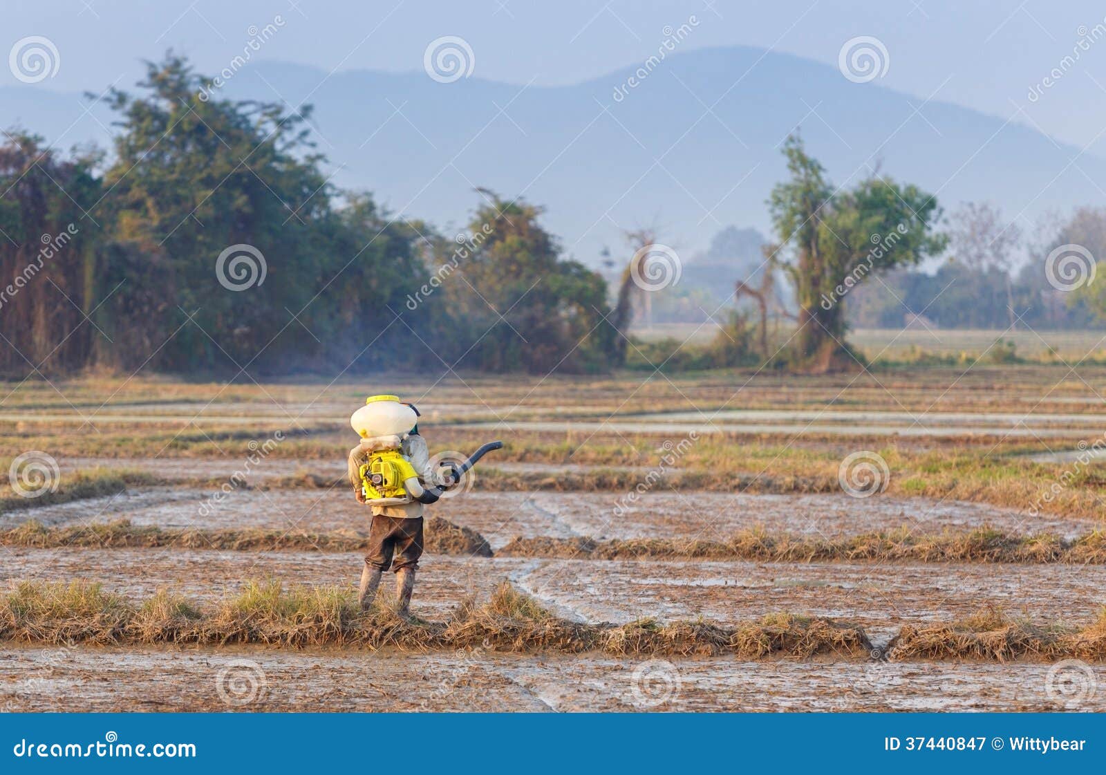 Una pianta di riso di lavoro dell'agricoltore in azienda agricola della Tailandia