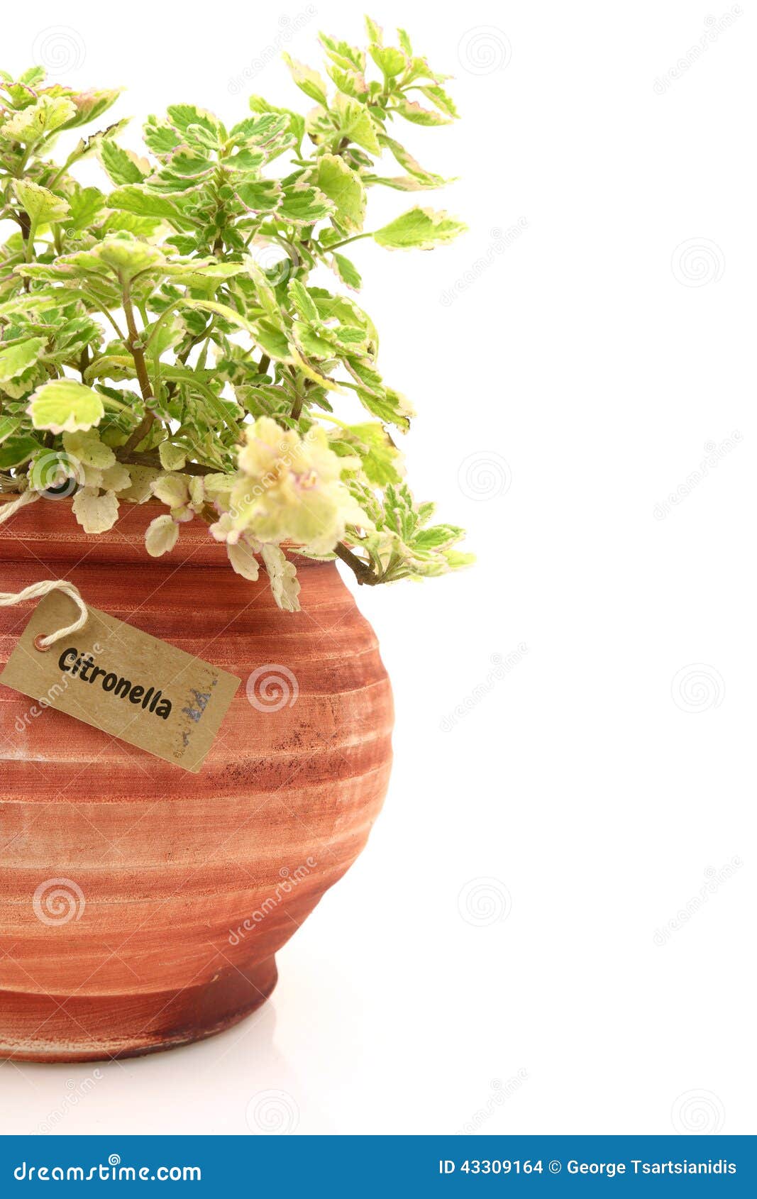 Pianta Di Citronella In Vaso 14cm - Pianta Aromatica Repellente Zanzare, Per Balcone E Giardino - Foto 12