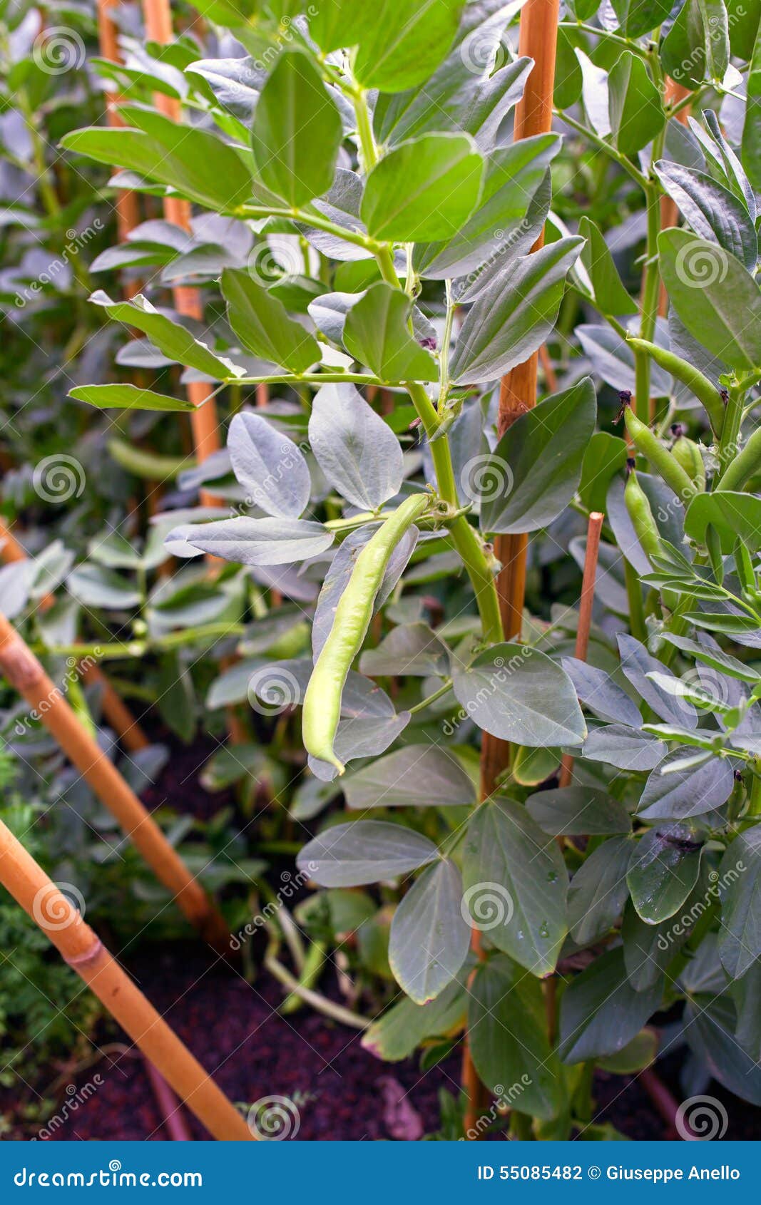 Piantagione Della Fava Fotografia Stock. Immagine Di Coltivi - 55085482