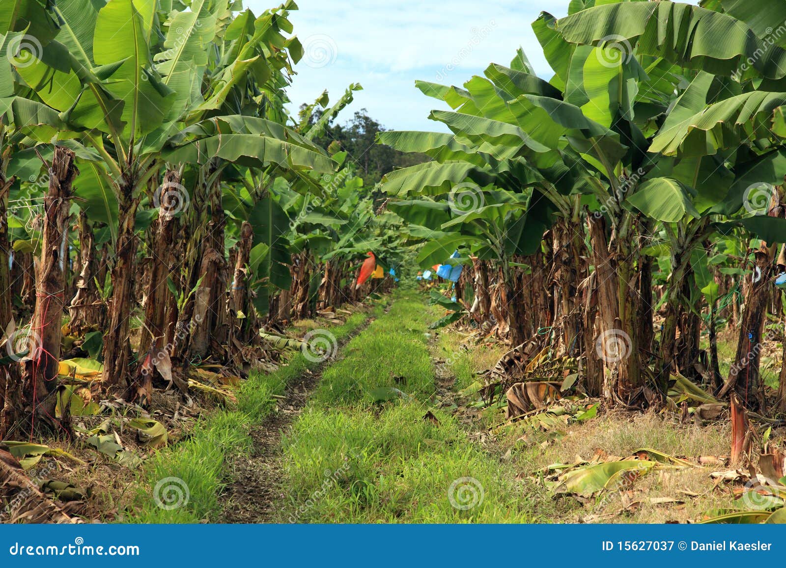 100 Semi Di Banana Nano Per Coltivazione Casa - Pianta Esotica, Bonsai, Frutta