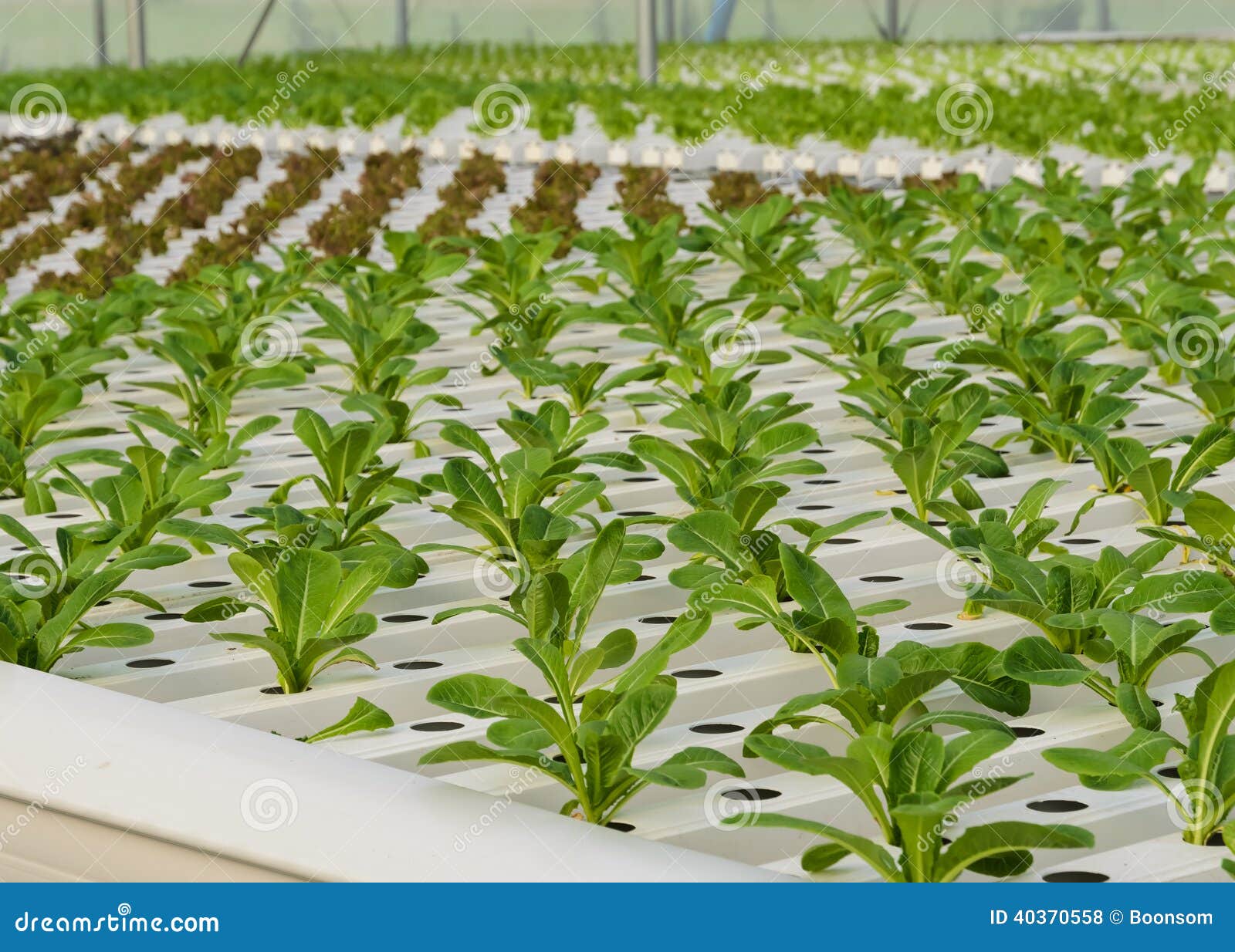 Piantagione Idroponica Delle Verdure Fotografia Stock - Immagine di