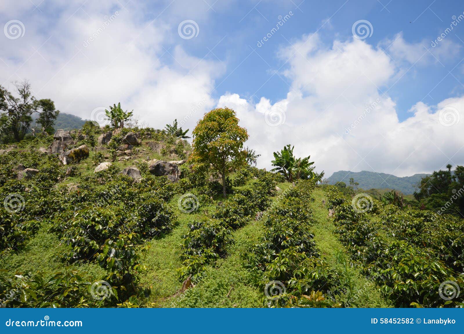 Bei paesaggi delle piantagioni di caffè negli altopiani dell'Honduras occidentale da Santa Barbara National Park