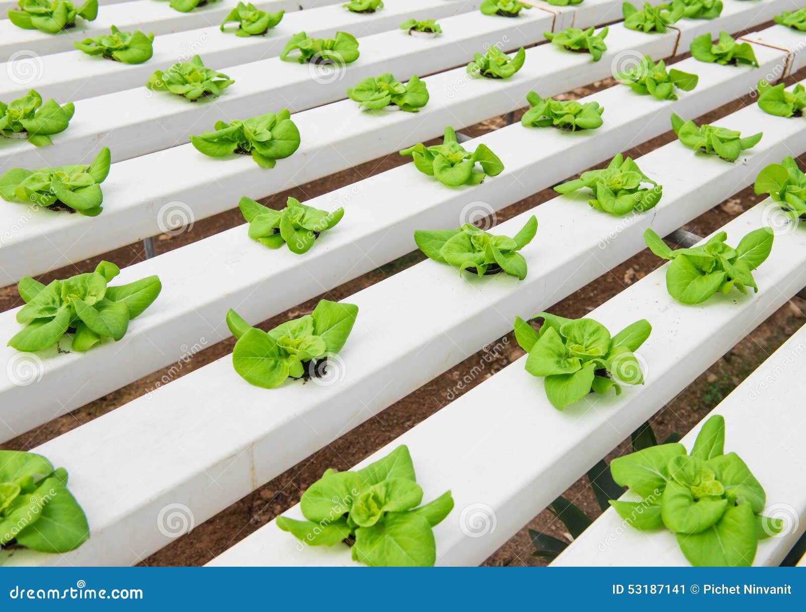Piantatura Idroponica Della Verdura Immagine Stock - Immagine di