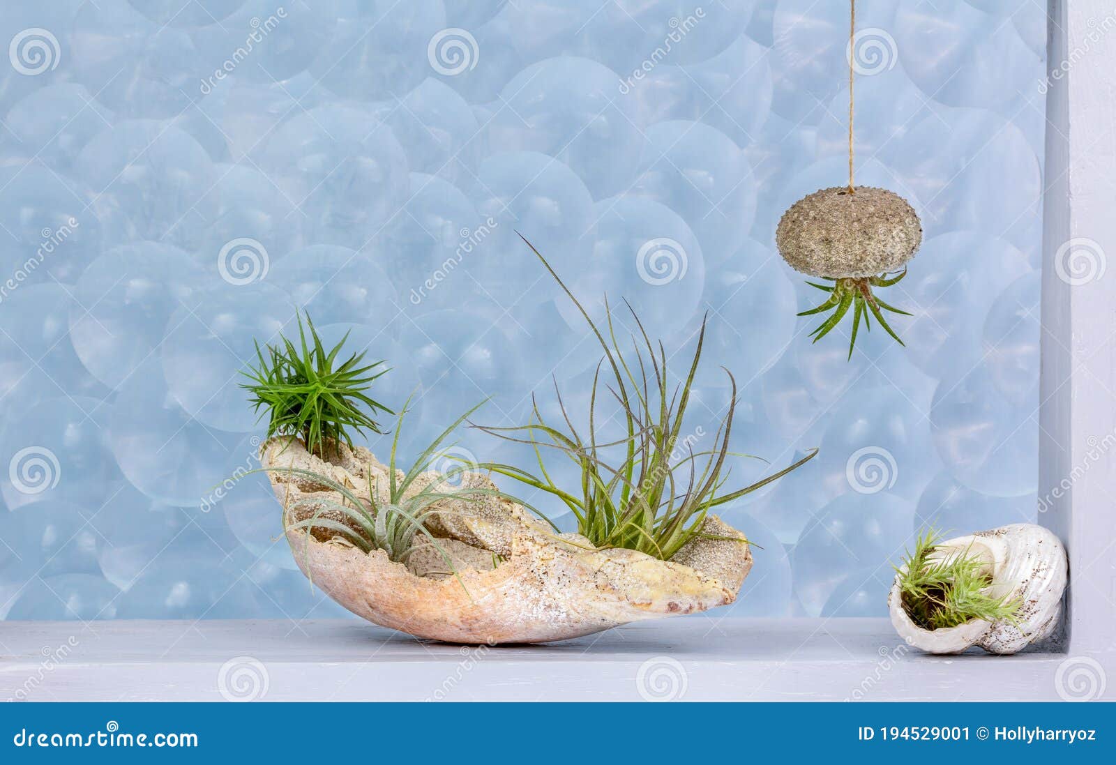 Piante Aeree Di Tillandsia in Conchiglia E Di Riccio Di Mare Come  Contenitori Che Decorano Una Finestra Con Vetro a Forma Di Bolla Immagine  Stock - Immagine di decori, bolla: 194529001