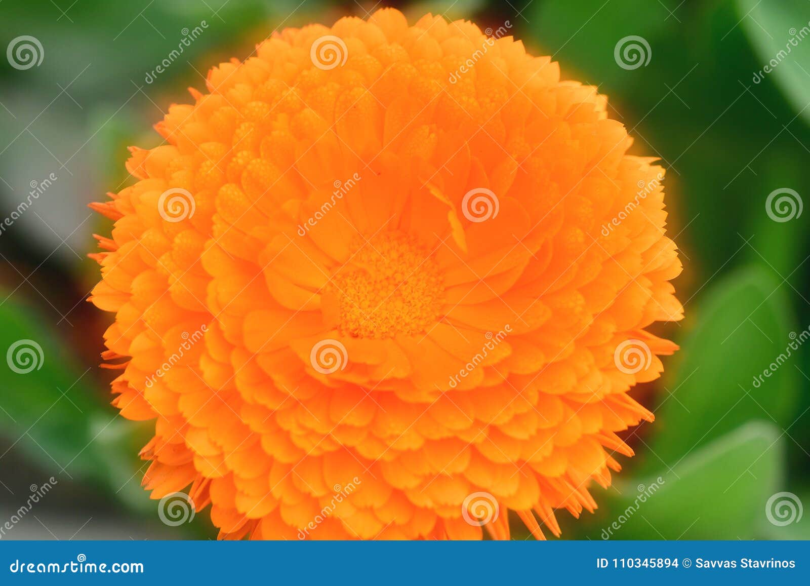 Piante Con I Fiori Del Tipo Di Margherita Nel Giallo Arancio Di Colore Ed In Altri Colori Fotografia Stock Immagine Di Fiori Giardino 110345894