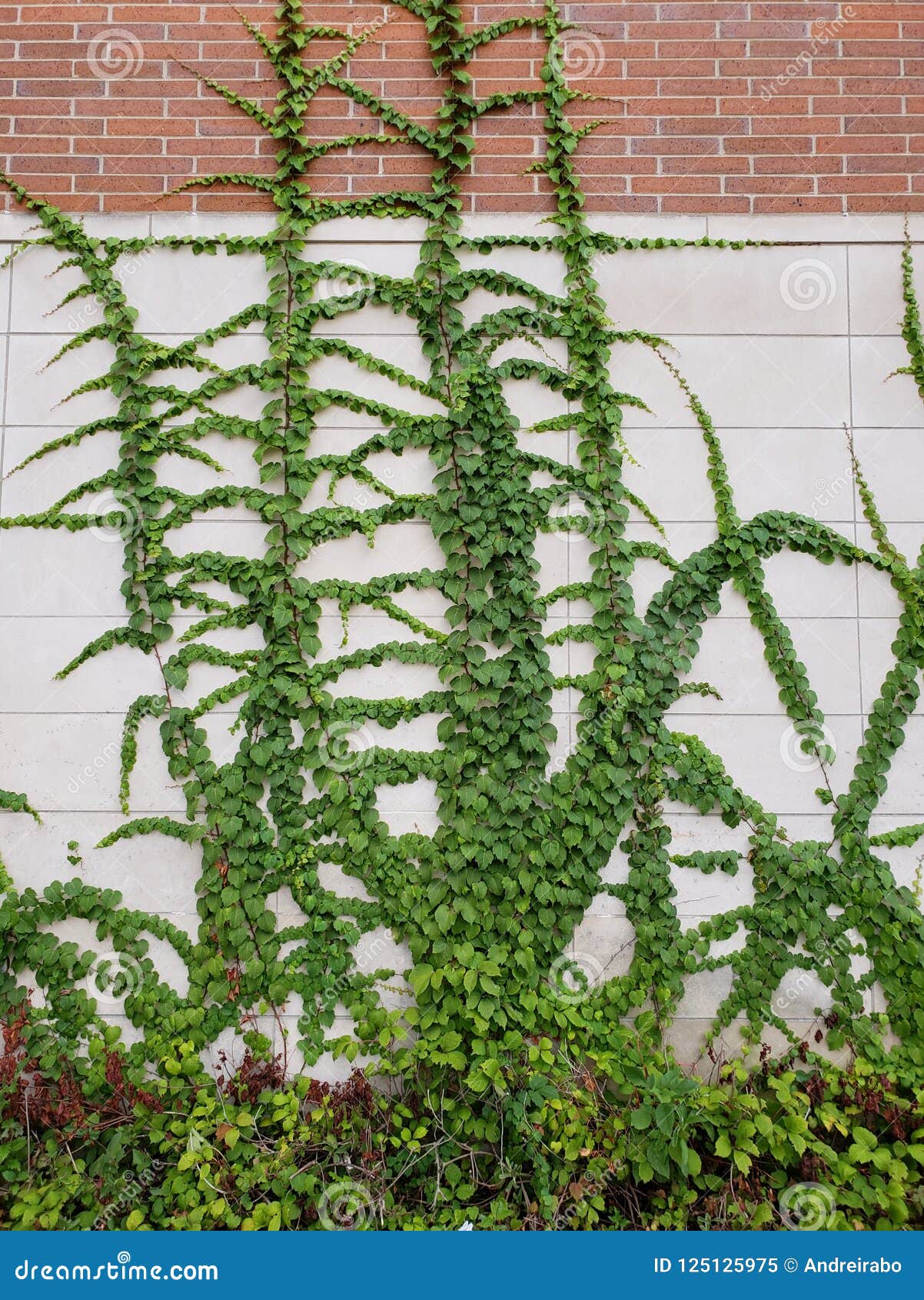 Relaxdays Clip Per Piante Rampicanti, Set 240 Ganci Autoadesivi Da Parete, Sostegni Per Piantine, Pomodori, Edera, Verde | Leroy Merlin - Foto 11