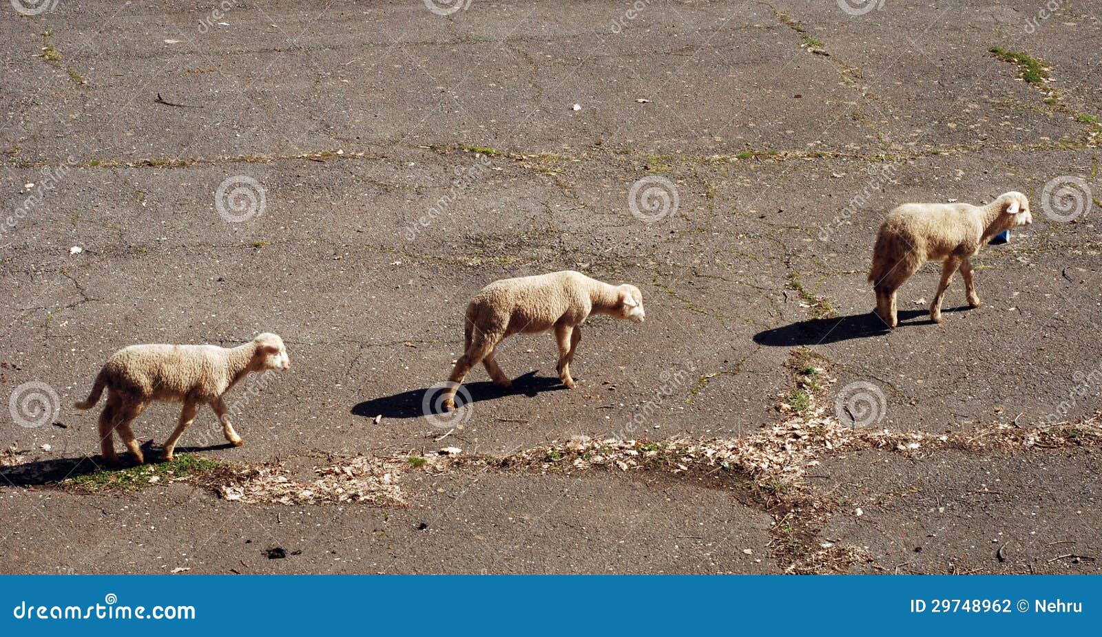 Lamb on the road stock photo. Image of agriculture, easter 29748962