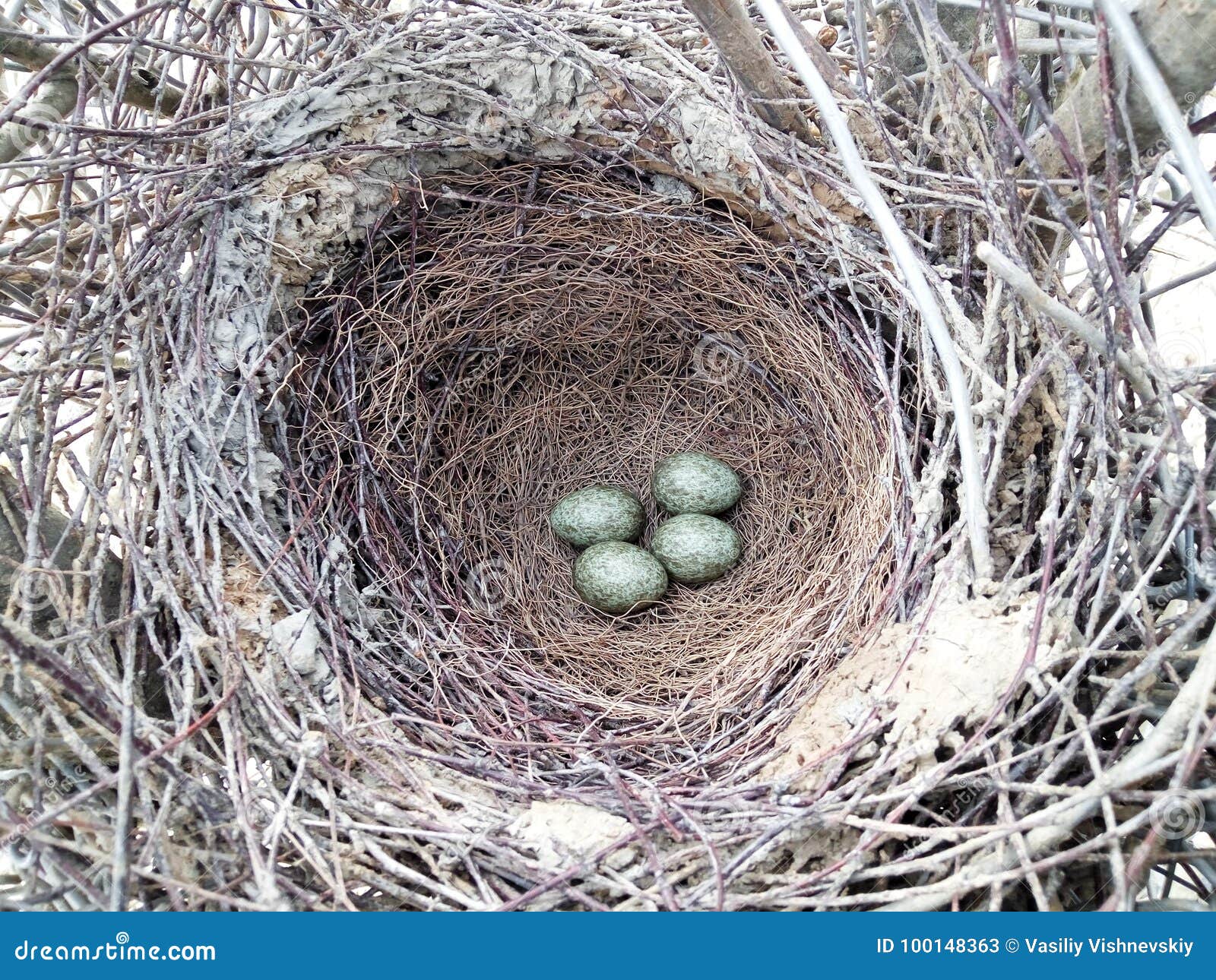 Pica De Pica Le Nid De La Pie Image stock Image du oiseau, durée
