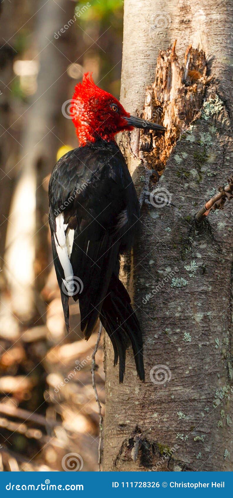 Pica-pau Em Uma árvore No Patagonia, O Chile Foto de Stock - Imagem de pica, árvore: 111728326