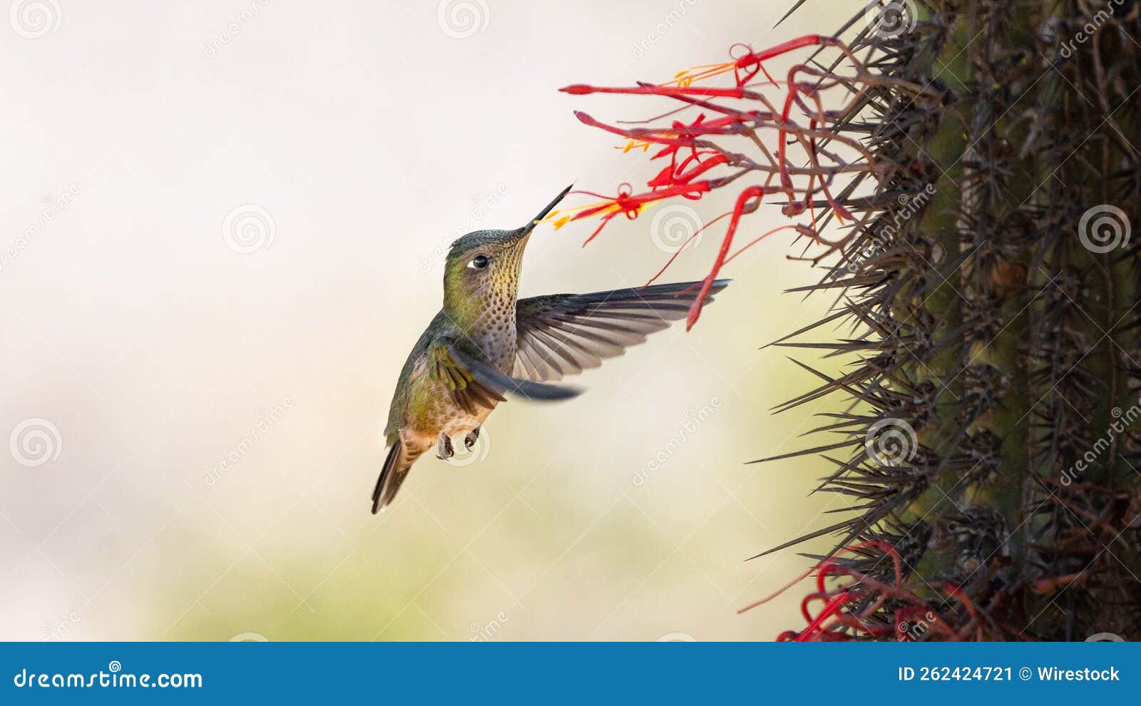 picaflor chibird sephanoides sephaniodes aves colibri chile fauna silvestre wild life naturaleza