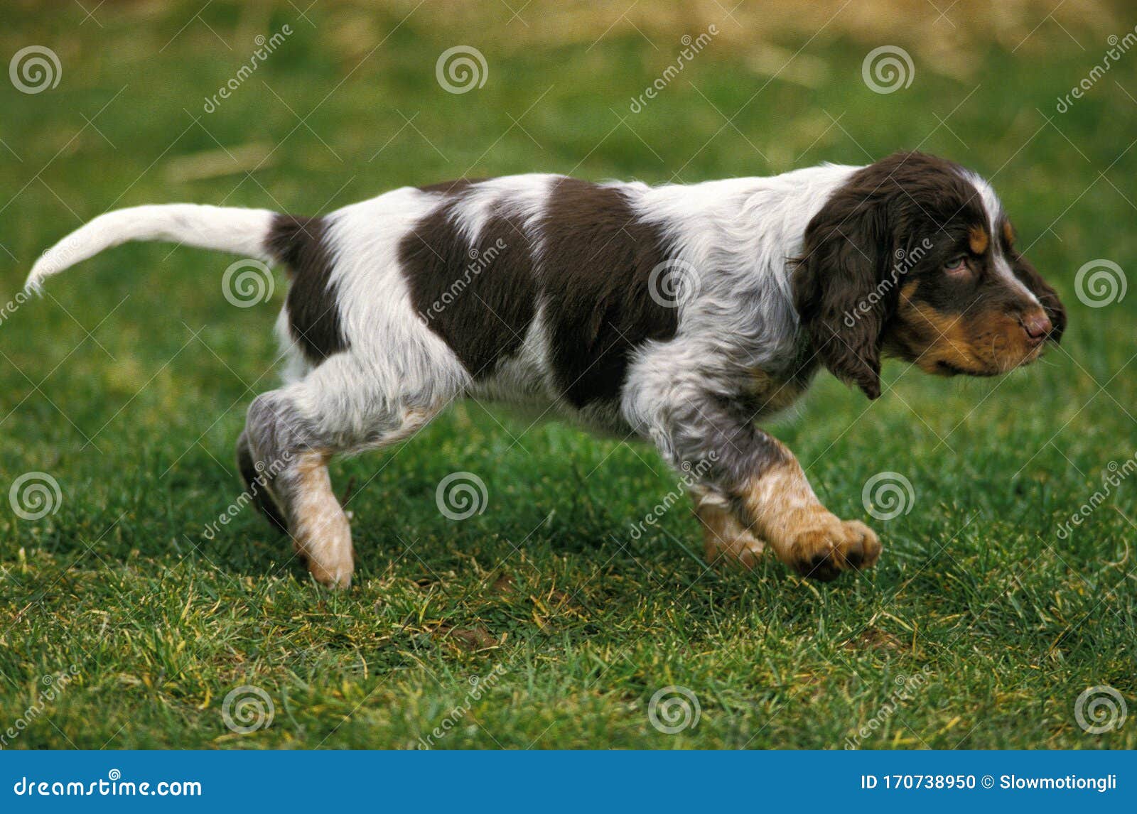 EPAGNEUL PICARD. Picardy Spaniel Dog, Pup standing on Grass