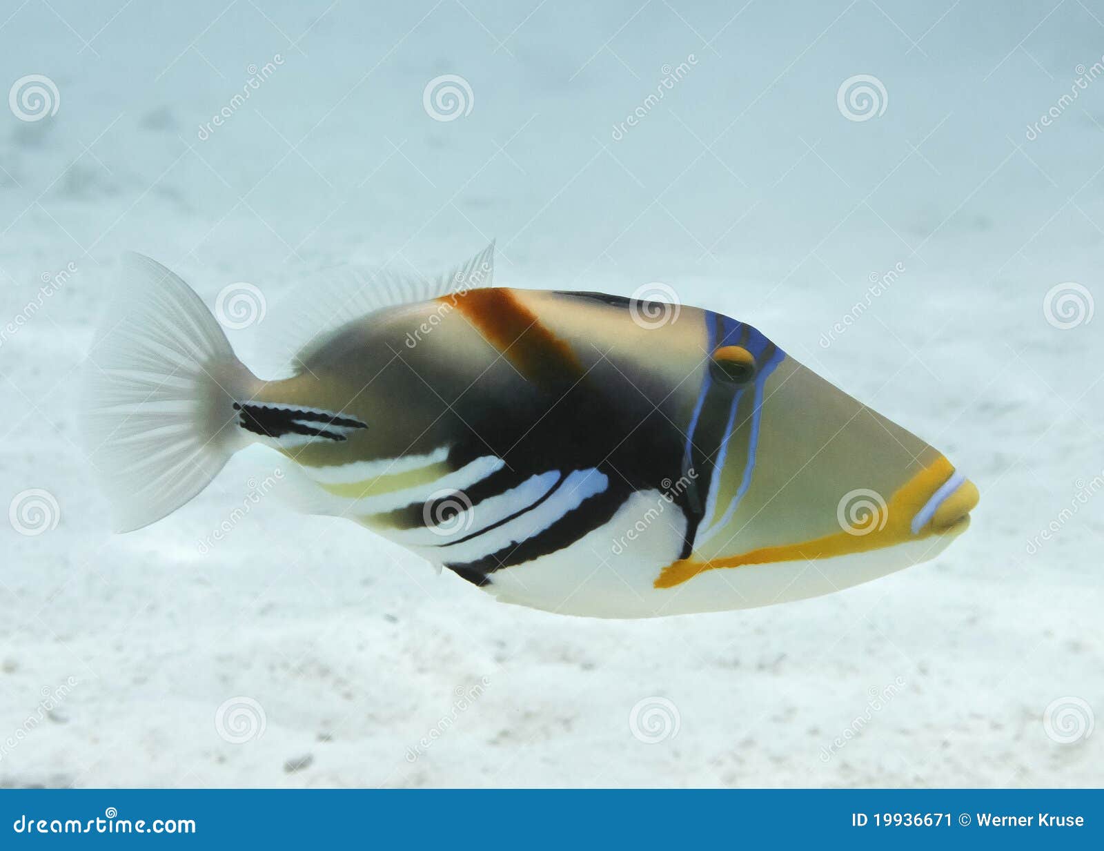 picasso triggerfish