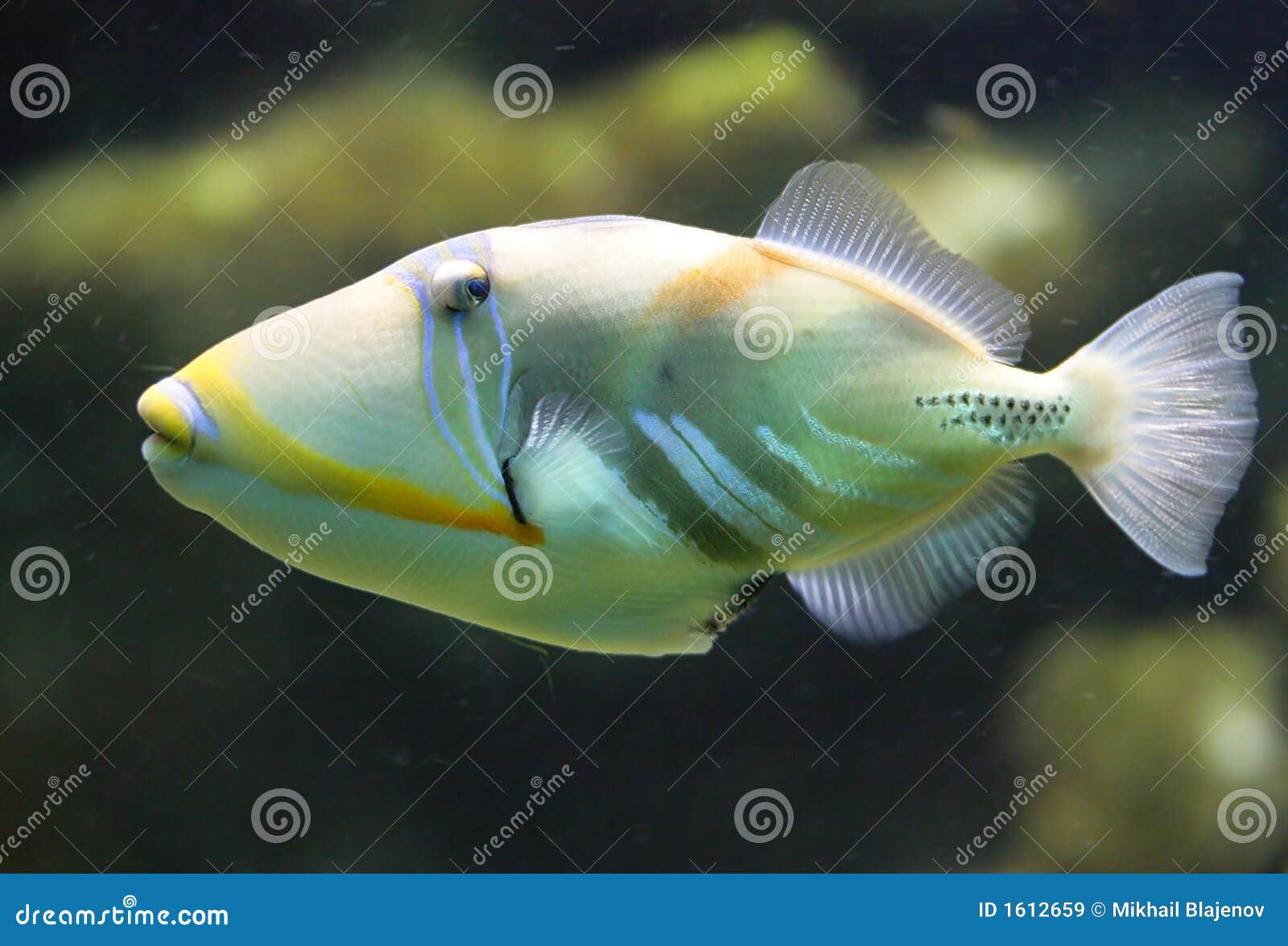 picasso triggerfish 3