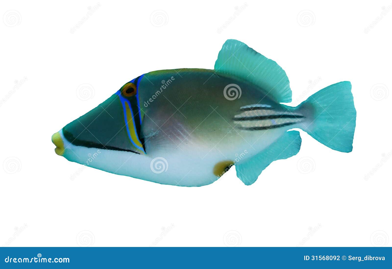 picasso triggerfish